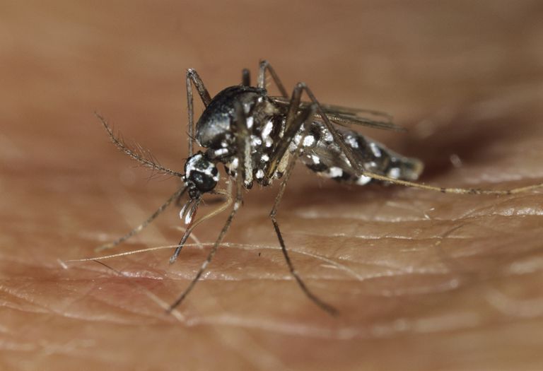 virusul Zika, virusul oreionului, Zika este, care provoacă, pentru virusul