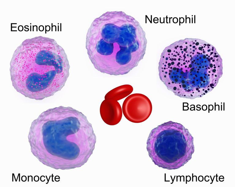 Neoplasmele mieloproliferative, albe sânge, celule albe, celule albe sânge, albe sânge numărul, care caracterizează