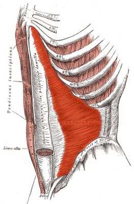 coloanei vertebrale, mușchii abdominali, exercițiilor abdominale, fibrele musculare, flexorile șoldului, flexorilor șoldului