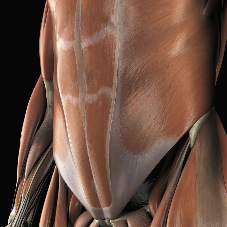 coloanei vertebrale, mușchii abdominali, exercițiilor abdominale, fibrele musculare, flexorile șoldului, flexorilor șoldului