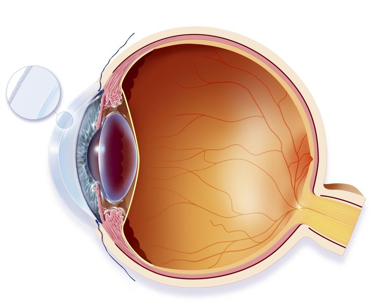 Anatomia oculară, asupra retinei, Cornea funcționează, Cornea funcționează lentilele, este normal