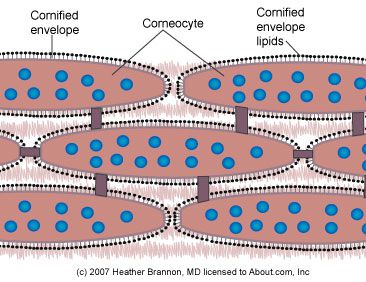 stratului corneum, corneum este, plicul celular, stratul corneum