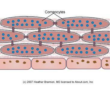 stratului corneum, corneum este, plicul celular, stratul corneum