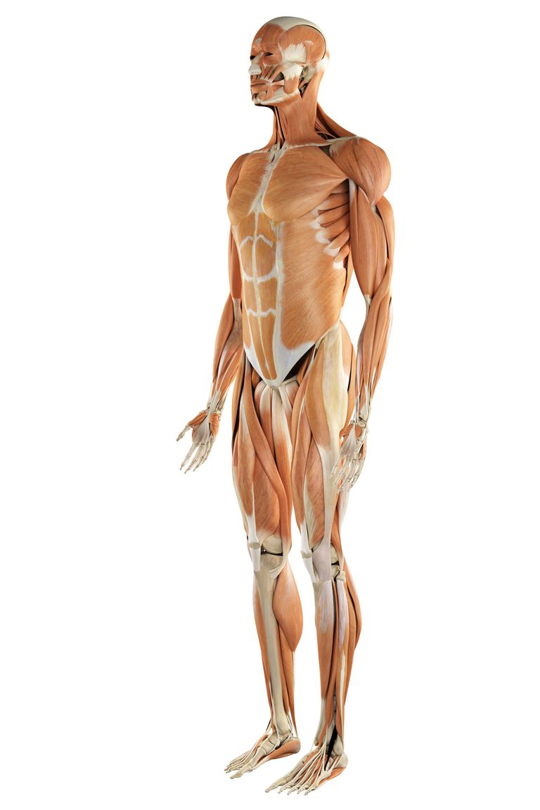 antropometrice sunt, brațului superior, brațului superior circumferința, circumferința taliei, corpului uman
