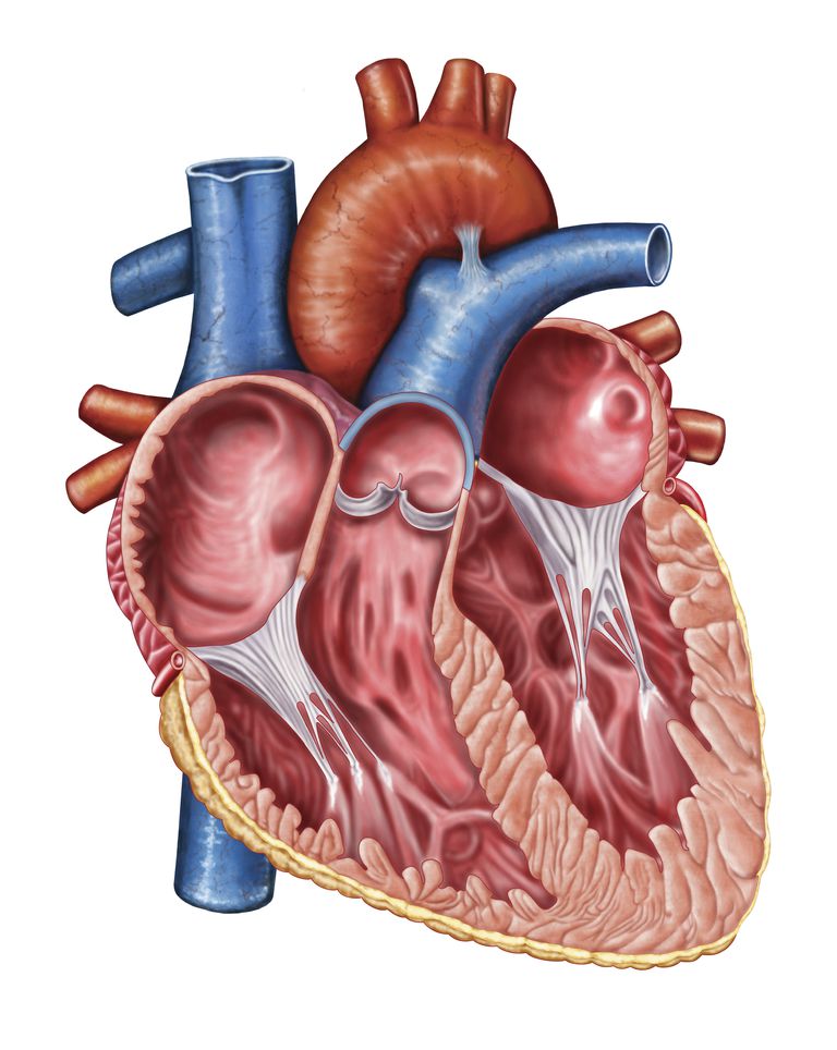 regurgitare aortică, ventriculul stâng, supapa aortică, valvei aortice