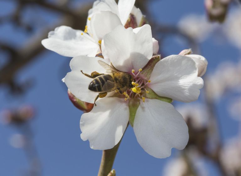 albine este, polen albine, polenul albine, polenul albinelor, albinelor poate