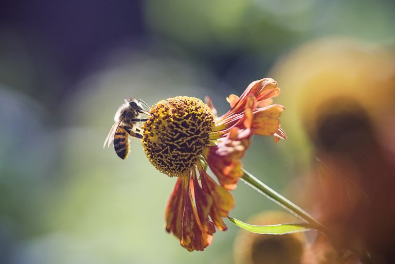 intepaturi albine, pentru reduce, reacție alergică, terapia albine, terapia intepaturi