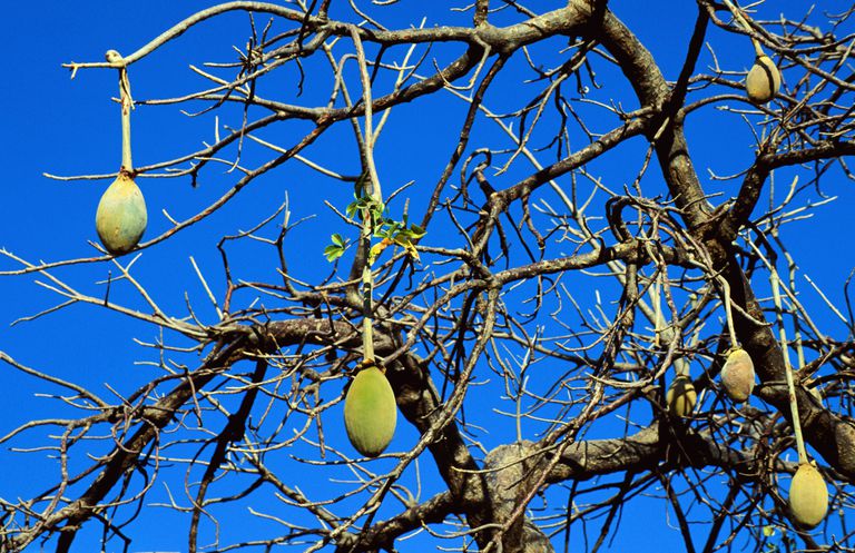 fructele baobab, baobab sunt, care conțin, fructele baobab sunt, baobab pentru