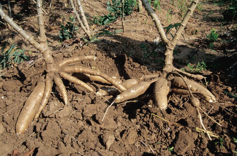 cassava poate, poate ajuta, bază plante, care conțin, care conțin cassava, cassava este