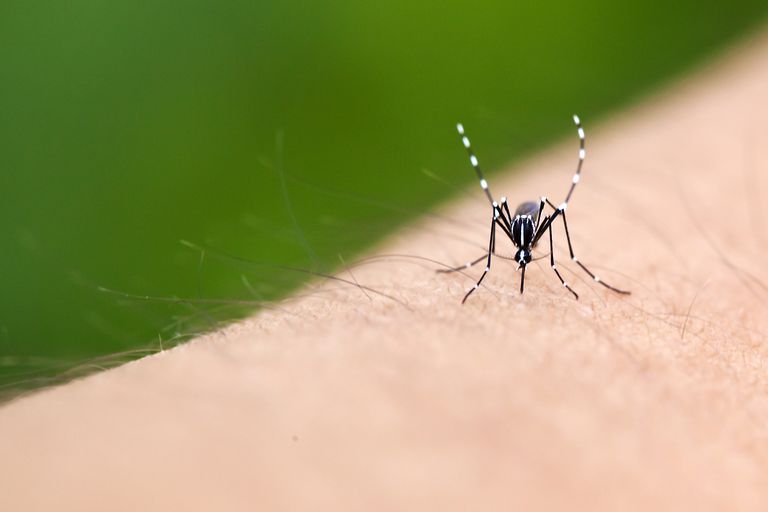 Aedes aegypti, virusul Zika, West Nile, virusul West