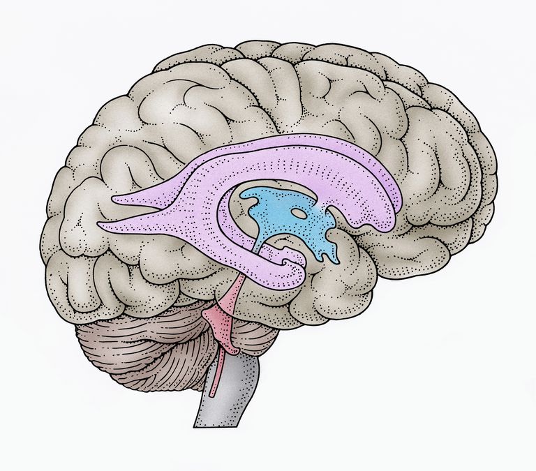 de-al treilea, de-al treilea ventricul, important pentru, nervos central, sistemul ventricular, sistemului nervos