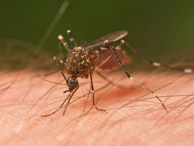 mușcăturile țânțari, Trebuie existe, Acest lucru, Acest lucru este, Aceste condiții, este considerată