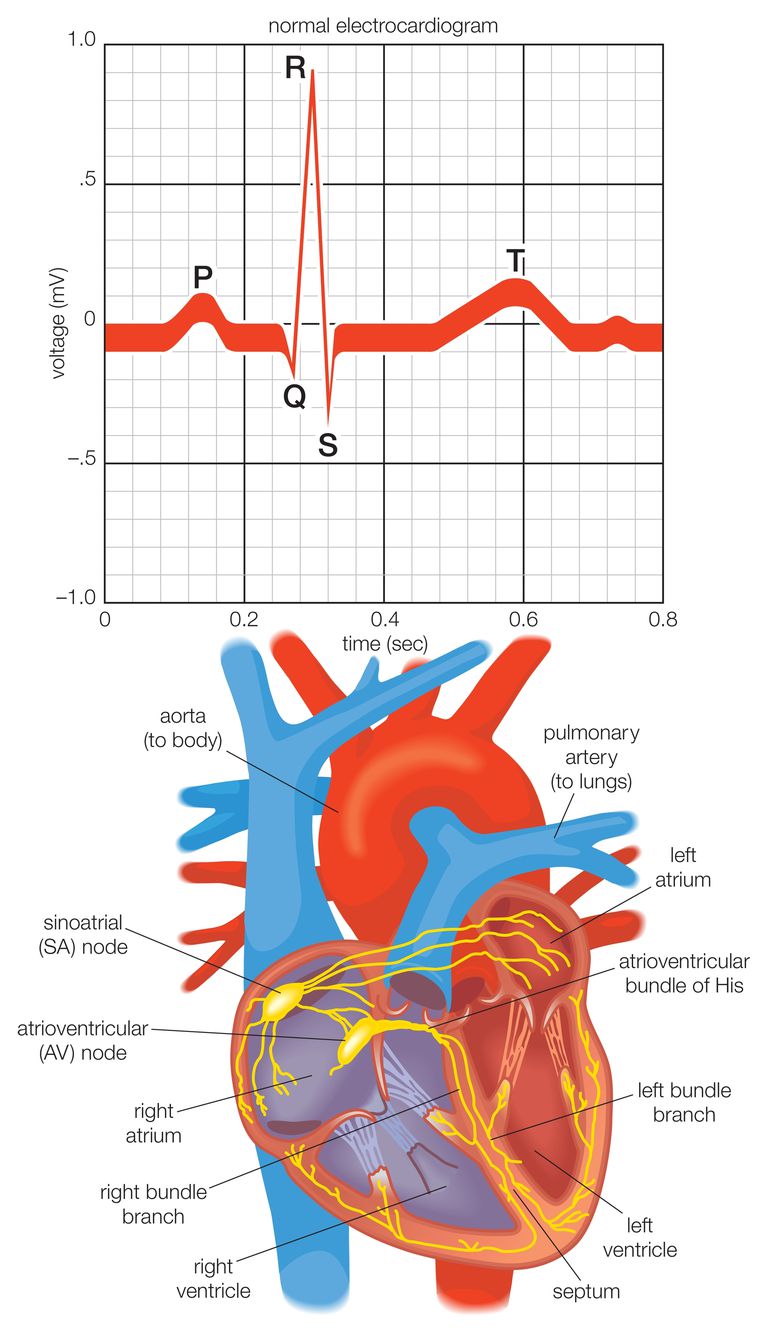 electric cardiac, electric inimii, atac cord, impulsul electric, inimii este