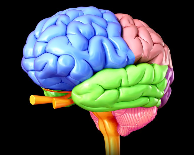 lobului frontal, frontal este, lobului frontal este, leziuni lobului, leziuni lobului frontal, lobii frontali