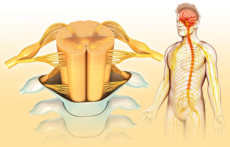 nervos central, sistemul nervos, care corpul, modul care
