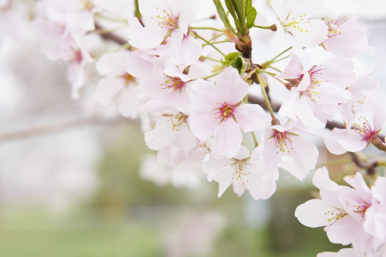 de-a lungul, Districtul Columbia, Cherry Blossom, lunii martie