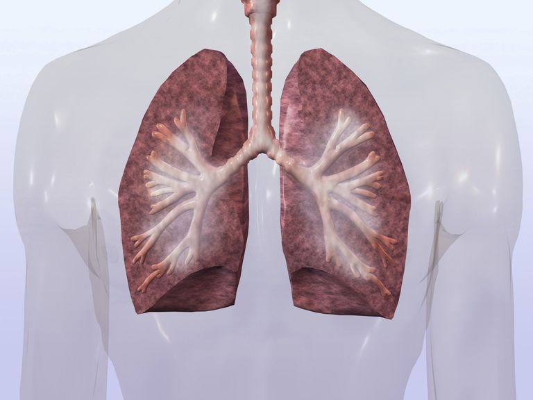 căile respiratorii, zona gâtului spatele, căile respiratorii superioare, căilor respiratorii