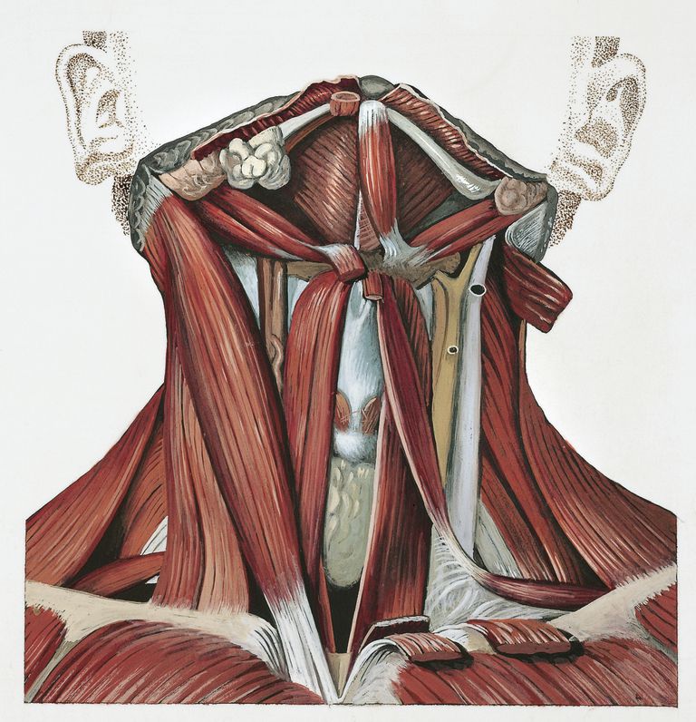 coloana vertebrală, gâtului profund, nivelul gâtului, adânci gâtului