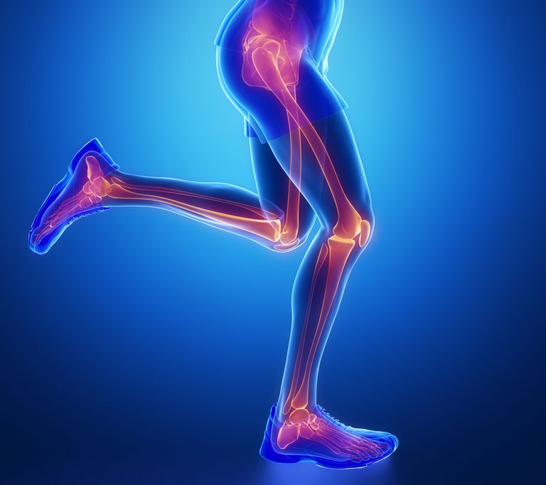 dintre articulația, segmentul dintre, segmentul dintre articulația, articulația genunchiului, extremitatea inferioară, Acestea conectează