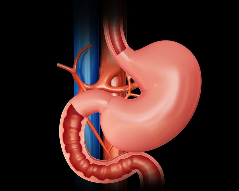 intestinul subțire, enzimă secretă, sistemului digestiv, acestea există, ajută descompunerea, ajută digestia