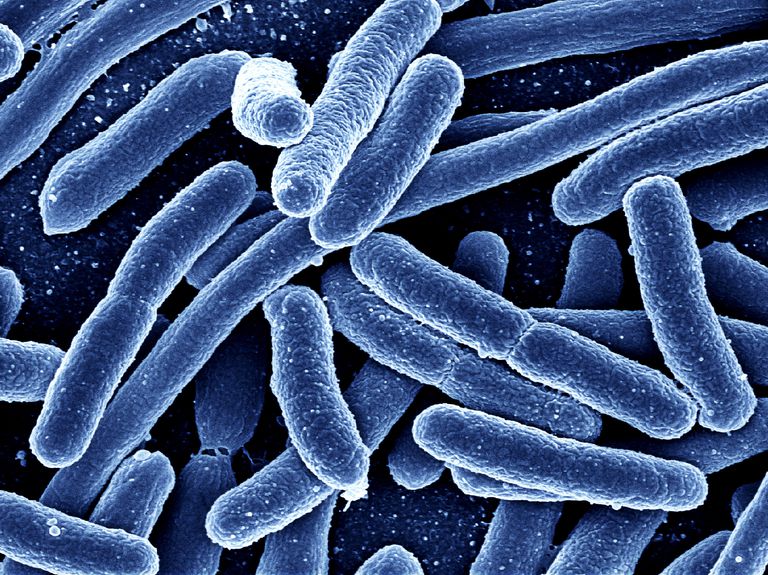 modul care, bacteriile intestinale, putea avea, ataxia telangiectasia
