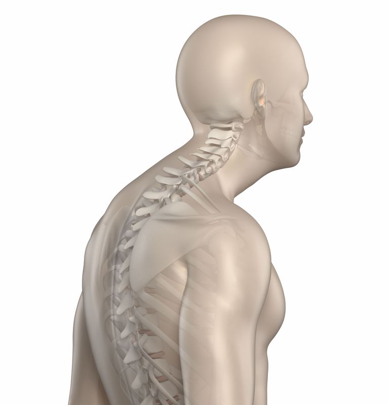 coloana vertebrală, partea superioară, partea superioară spatelui, superioară spatelui