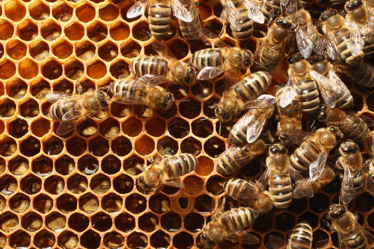 pentru trata, pentru tratarea, produse albine, care primit, care primit miere
