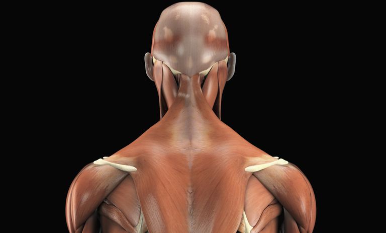 coloanei vertebrale, Latissimus Dorsi, mușchi formă, dorsi este, extinsi spatelui, formă triunghiulară
