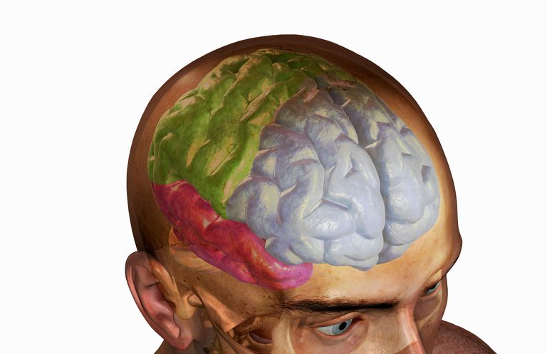 lobului frontal, capului lobului, comportamentele sexuale, creierului poate, față creierului, fractură deschisă