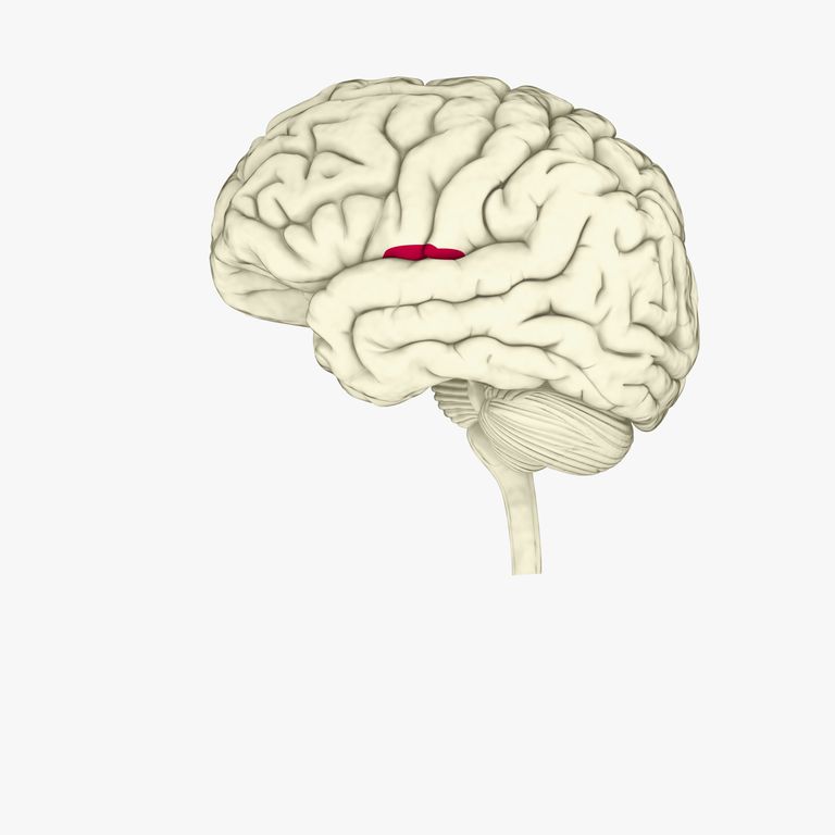 GABA glutamat, care este, celulele creierului, cognitivă scăzută