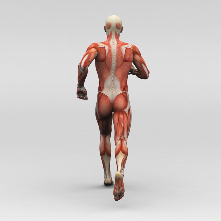 mușchi hamstring, femurului biceps, Hamstring musculare, lungi scurte