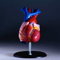 bolilor inimă, activitate fizică, pentru îngrijirea, prognosticul terminal