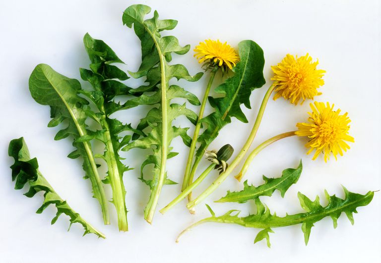 bază plante, diuretic natural, plante medicinale, blugi preferați, este cunoscut