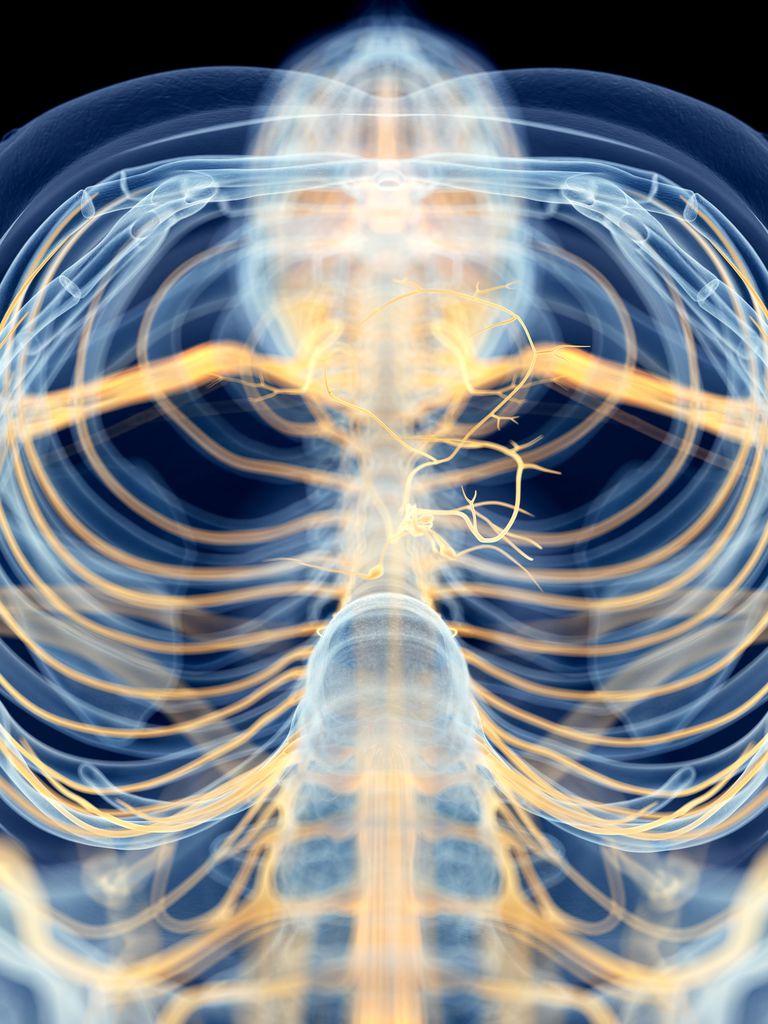 nervos autonom, sistemul nervos, sistemului nervos