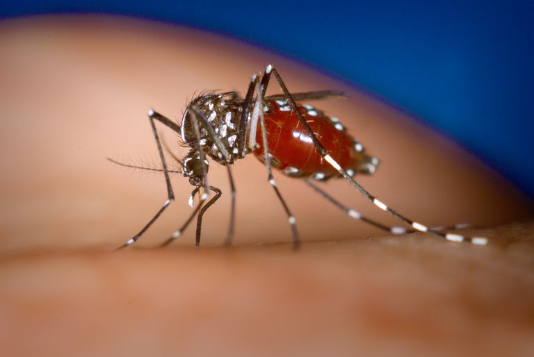 Aedes albopictus, care întorc, Chikungunya este, fost găsit, toate acestea, Aedes aegypti