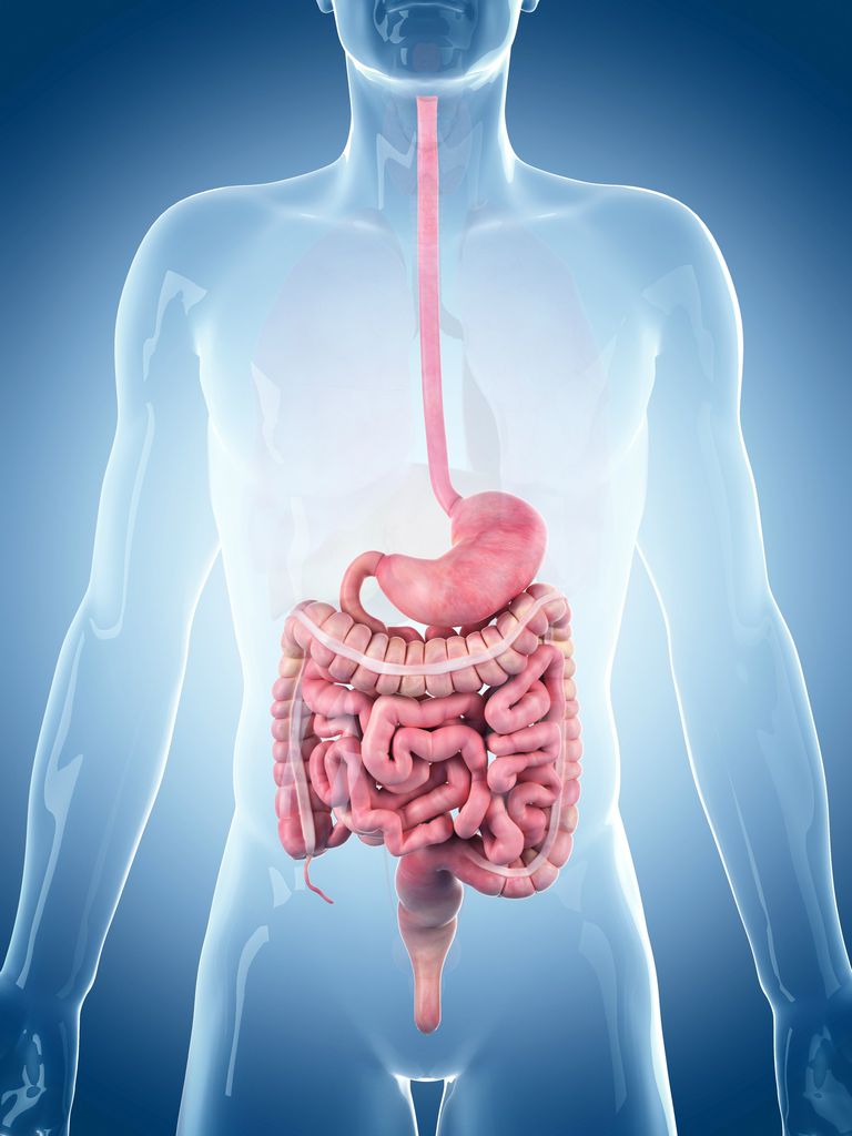 intestinul subțire, astfel încât, enzime digestive, enzime sunt