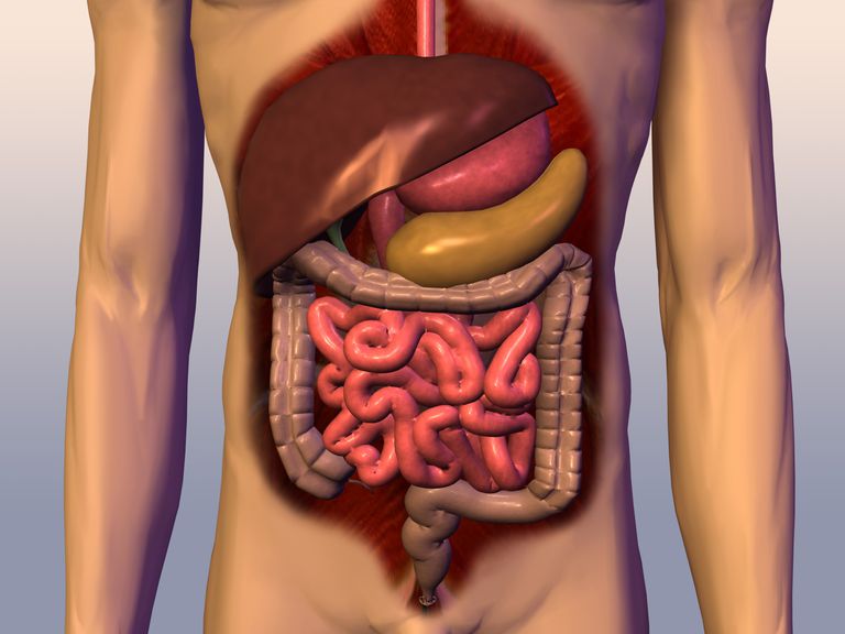 arsuri stomac, sistemului digestiv, stomacului intestinului, enzimă care, intestinului subțire, sistemul digestiv