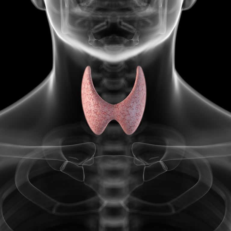 glanda tiroidă, hormonilor tiroidieni, glandei tiroide