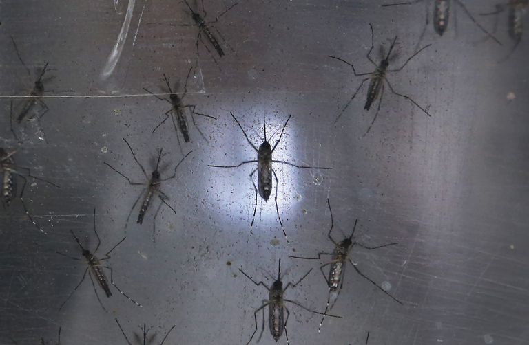 Acest lucru, împotriva țânțarilor, aceste specii, Aedes albopictus