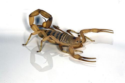 este disponibil, scorpionului scoarță, care murit, care prezintă, care prezintă semne