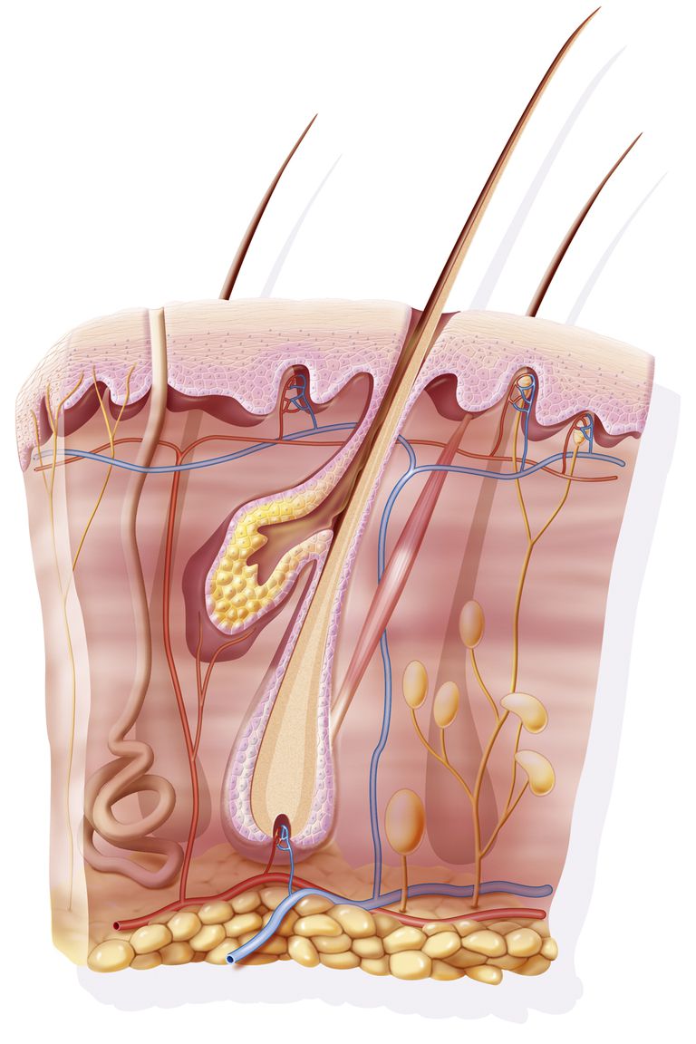 glandele sebacee, suprafața pielii, care sunt, mult sebum