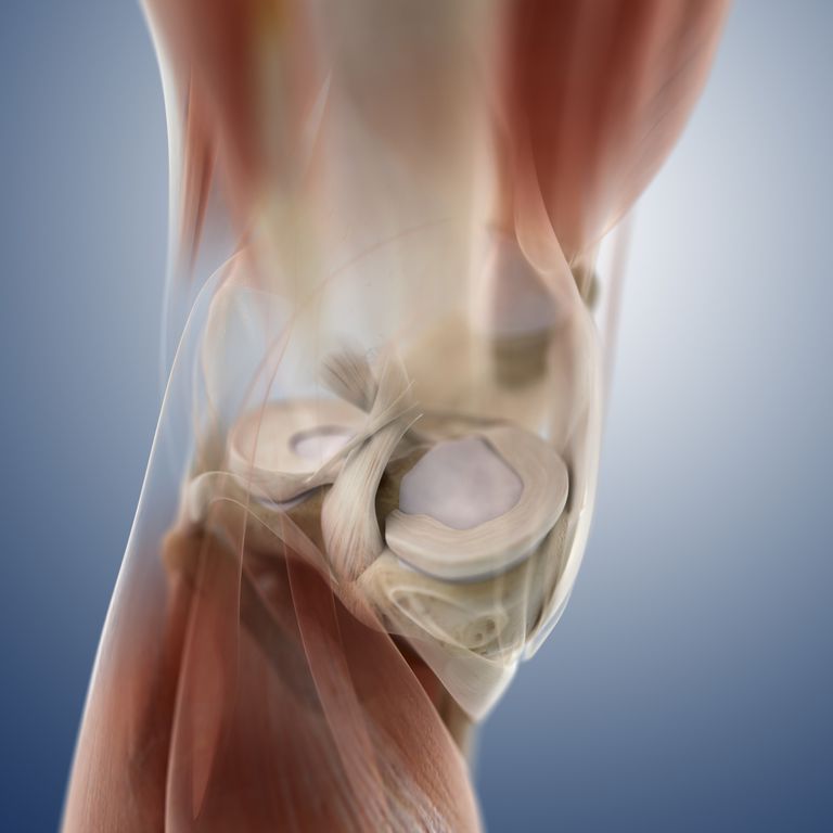 articulației genunchiului, articulația genunchiului, genunchiului este, despre cartilajul, este efectuată