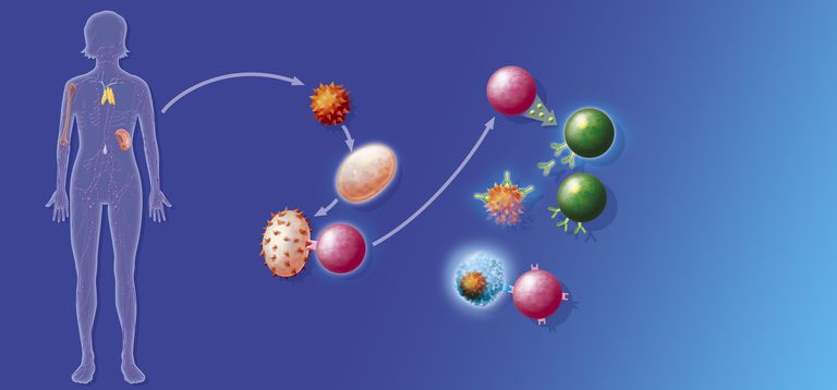 celulele canceroase, sistemul imunitar, astfel încât, care țintesc, PD-1 PD-L1, sistemului imunitar