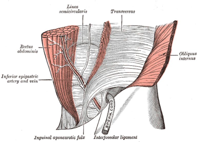 coloanei vertebrale, coloanei vertebrale lombare, vertebrale lombare, abdomenul Pentru
