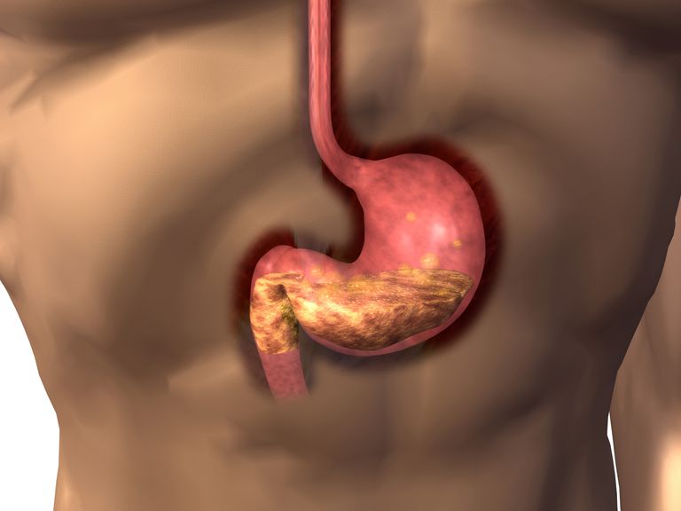intestinul subțire, atunci când, digestiv este, alimentele care, care este