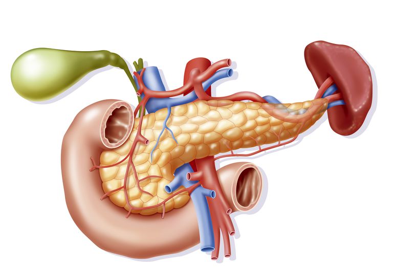 intestinul subțire, atunci când, digestiv este, alimentele care, care este