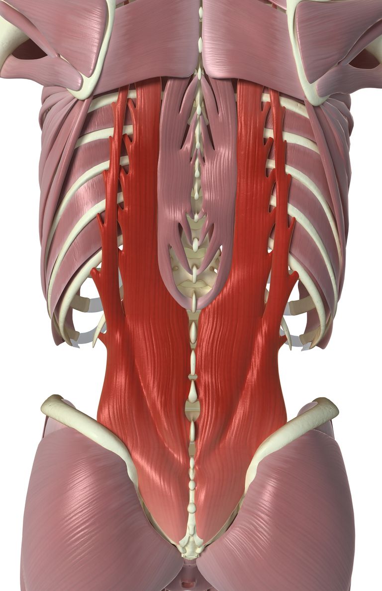 coloanei vertebrale, Interspinalele intertransversarii, acești mușchi, acești mușchi sunt, adânc nivel