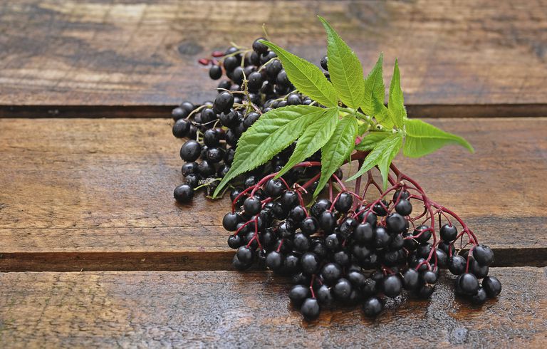 Elderberry poate, folosit pentru, mare parte, medicina alternativă, Pentru face, stimularea imunității