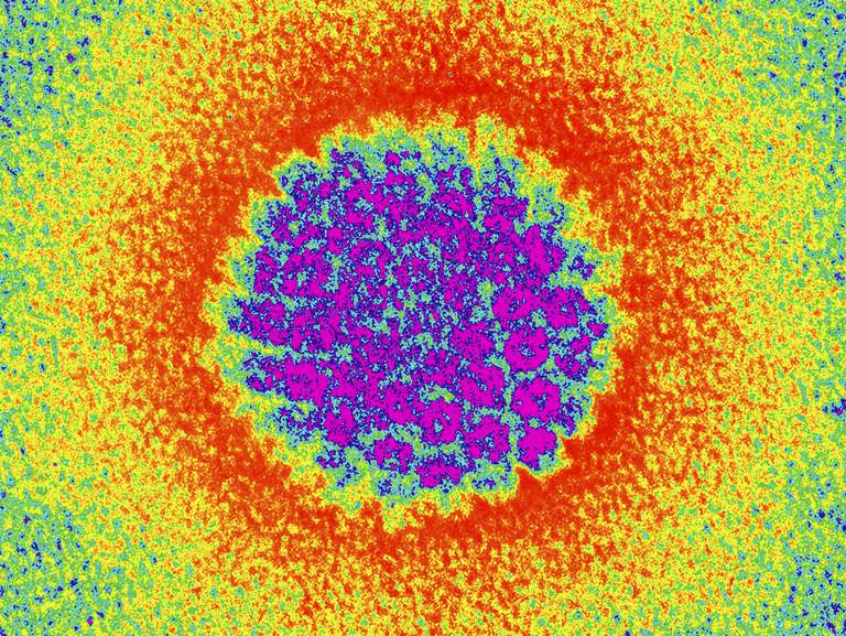 Papilomavirusul uman, Papilomavirusul uman este, peste tulpini, uman este
