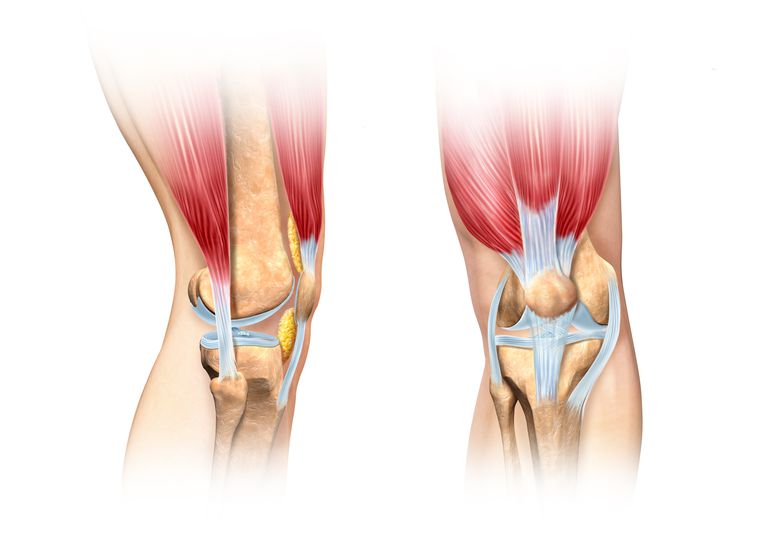 acest ligament, Acest ligament împiedică, articulației genunchiului, dintre ligamentele